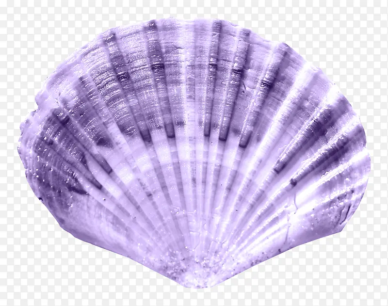 紫色扇贝贝壳