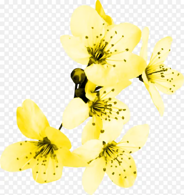 一串黄色鲜花