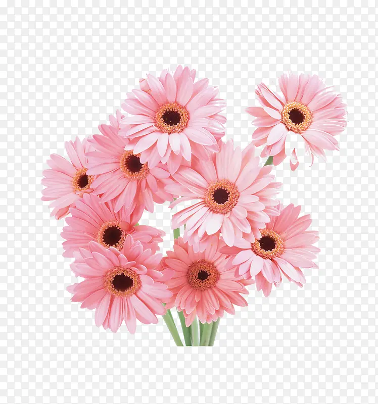 一束菊花