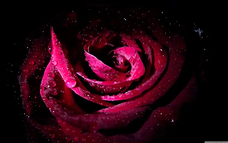 暗红色水珠黑暗玫瑰