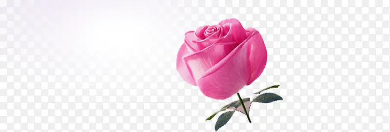 粉色单只玫瑰花