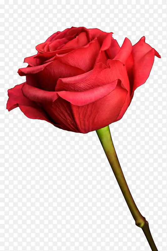 植物红色卡通单只玫瑰花