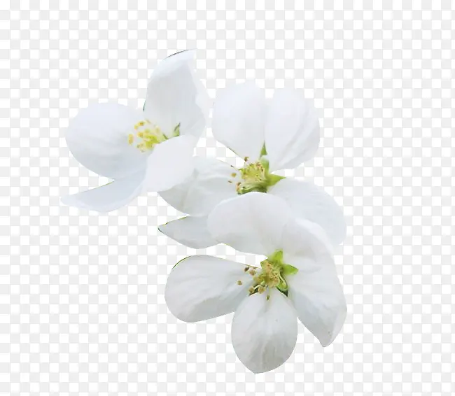 鲜花梨花花瓣图片素材PNG图片素材下载_图片编号yrrovvmy-免抠素材网