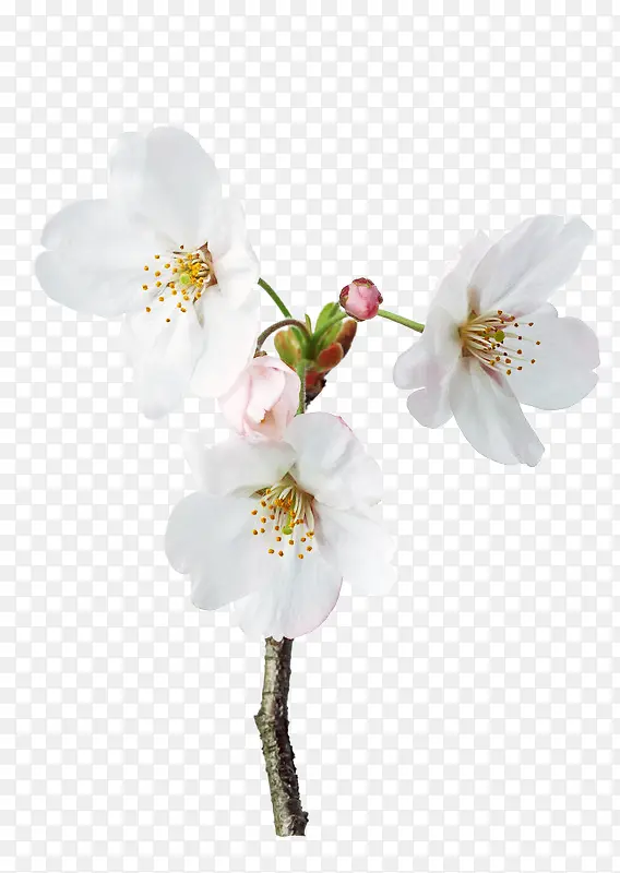 三朵白梨花花瓣图片素材