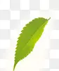 绿色植物单片飘扬树叶