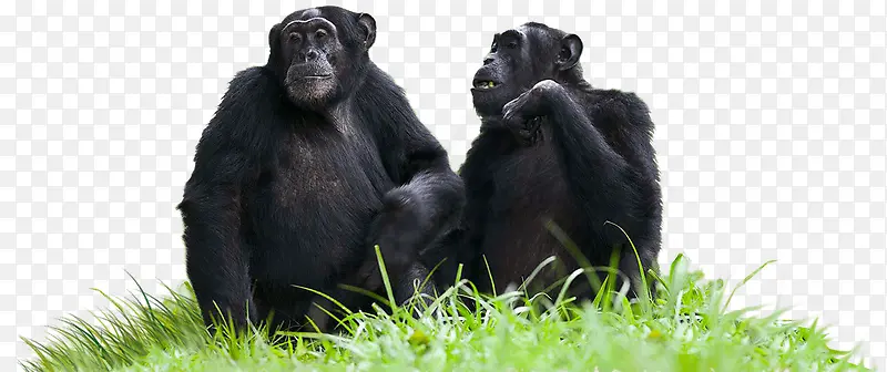 粮食黑猩猩