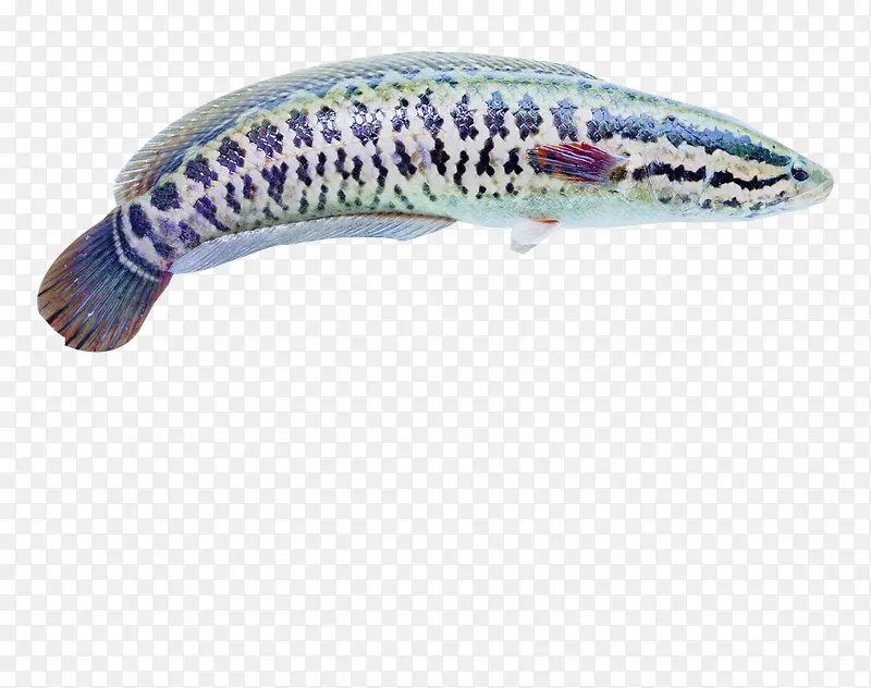 海青斑鱼