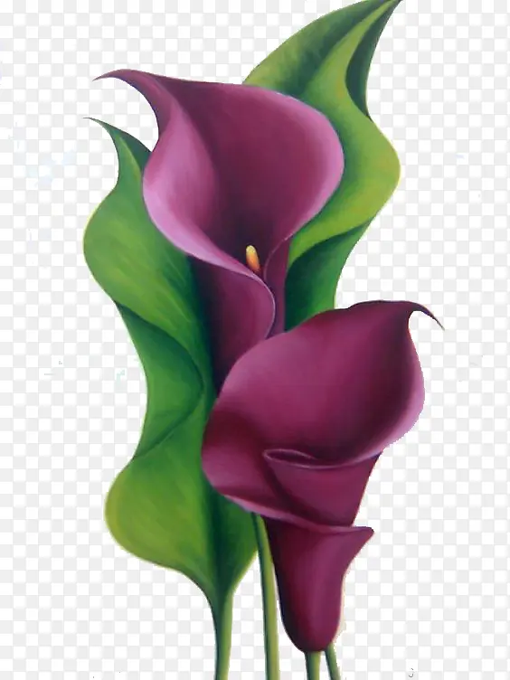 两朵紫色马蹄莲