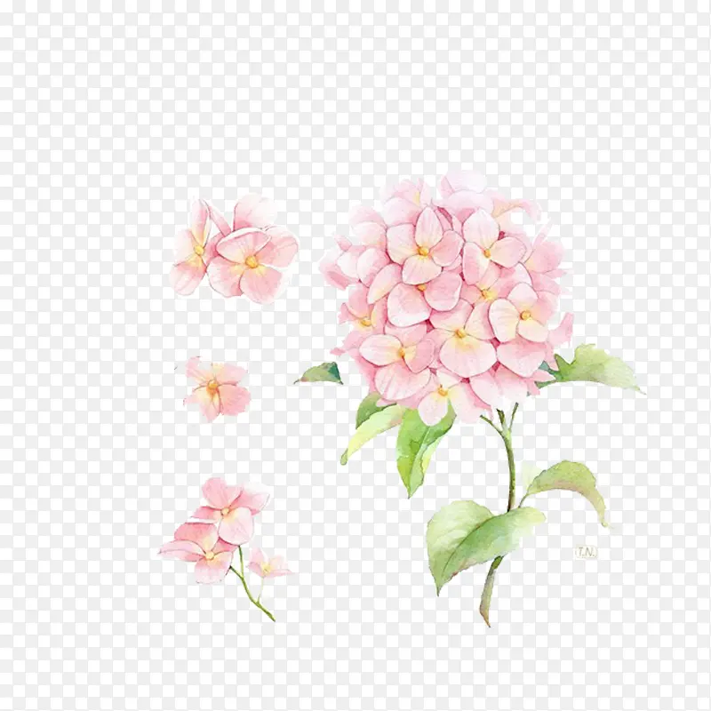 一支粉色绣球花手绘