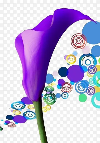 圆形前的紫色马蹄莲花朵