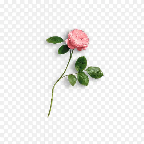 带叶子的玫瑰花