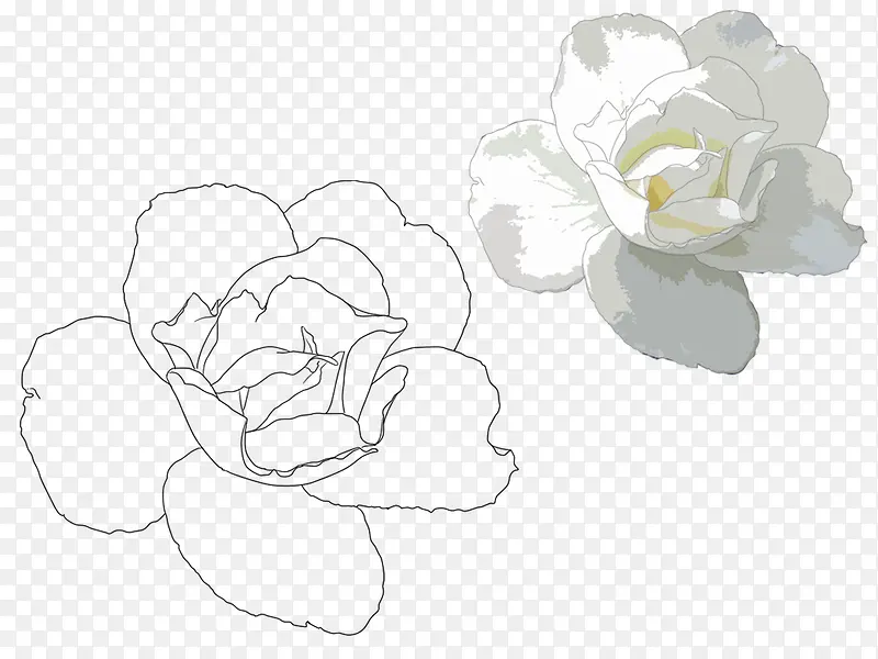 手绘玉兰花