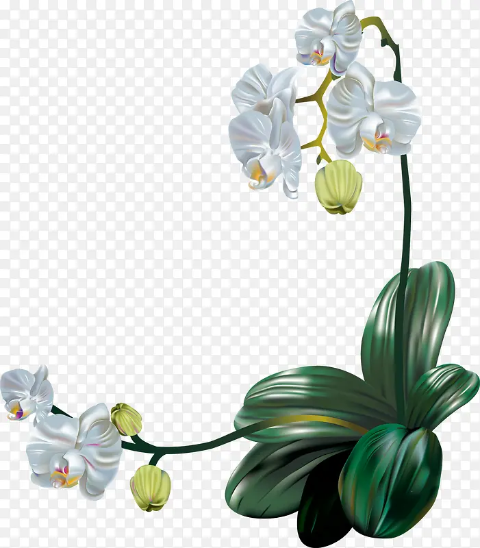 兰花鲜花