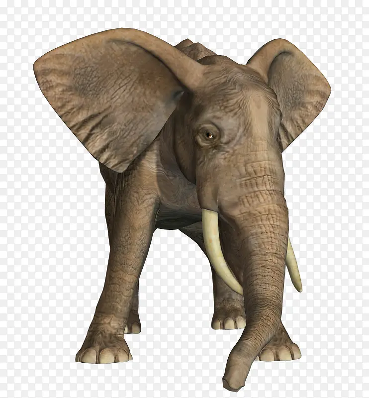 攻击中的大象