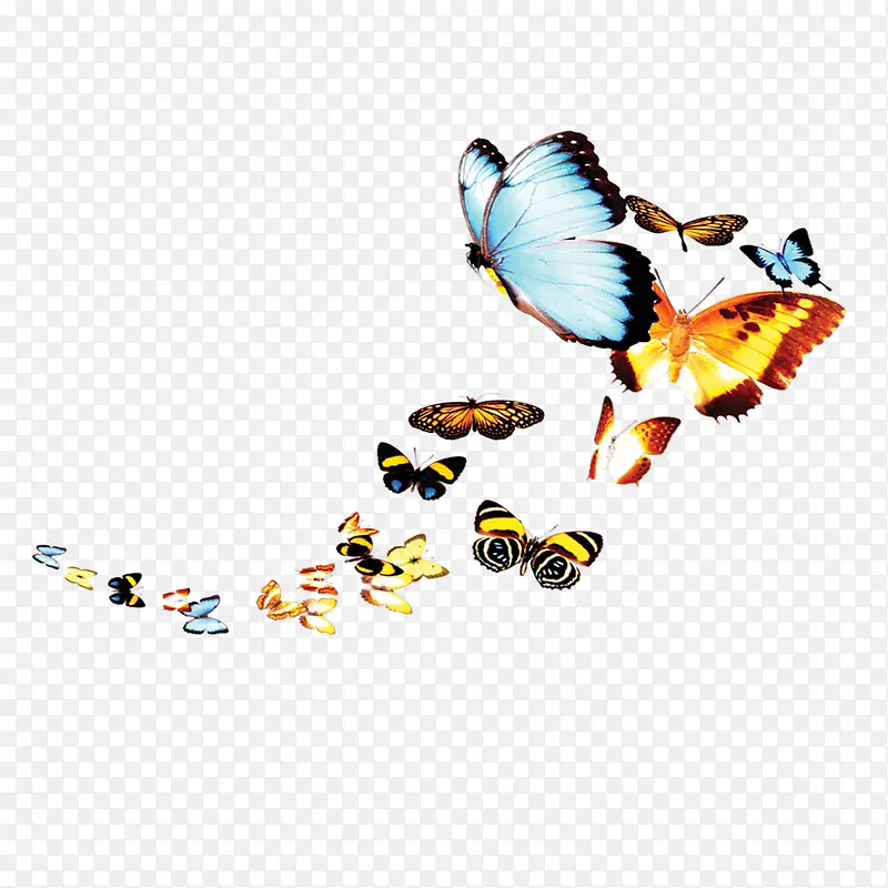 起飞的蝴蝶