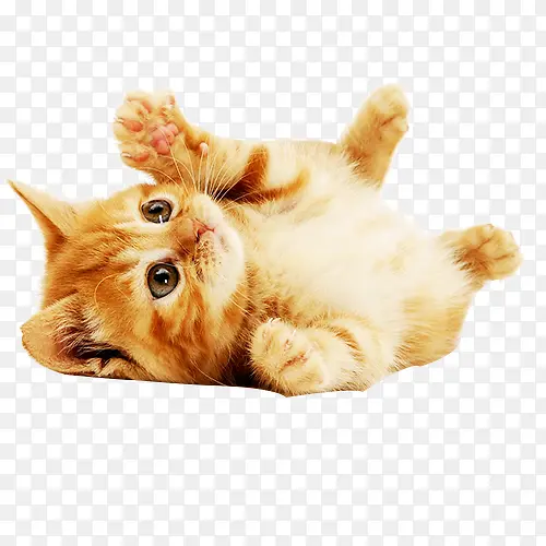 可爱的卖萌小猫
