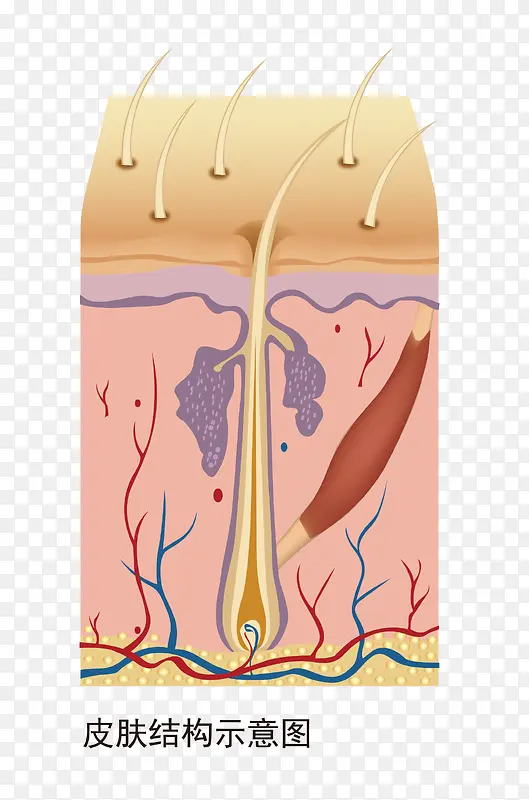 手绘皮肤结构示意图