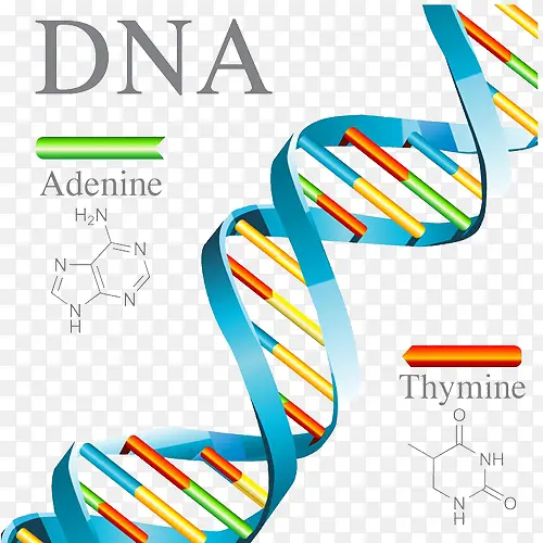 DNA链条