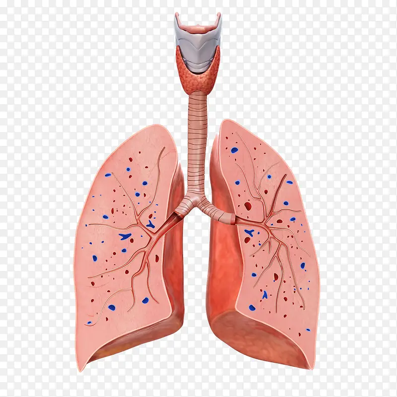 肺器官3D立体插画