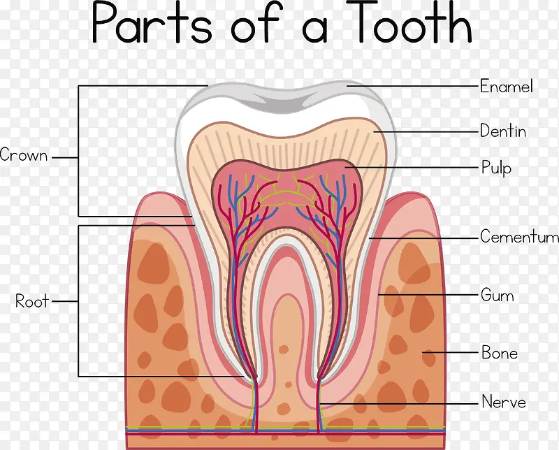 矢量牙齿结构下载