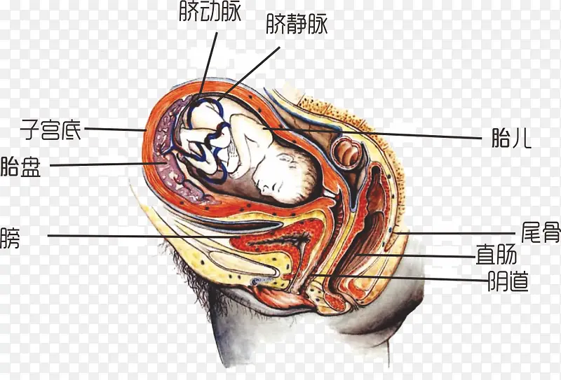 胎儿在母体解剖图