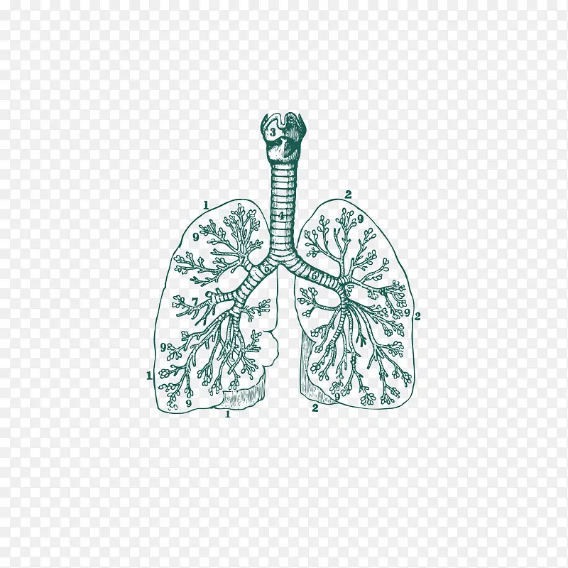 精致手绘肺部器官血管矢量图