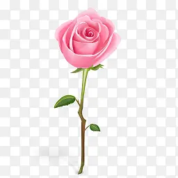 一枝独秀粉玫瑰