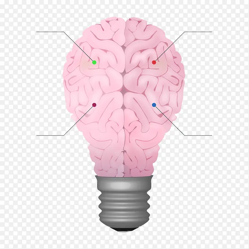 灯泡形状的脑子构造
