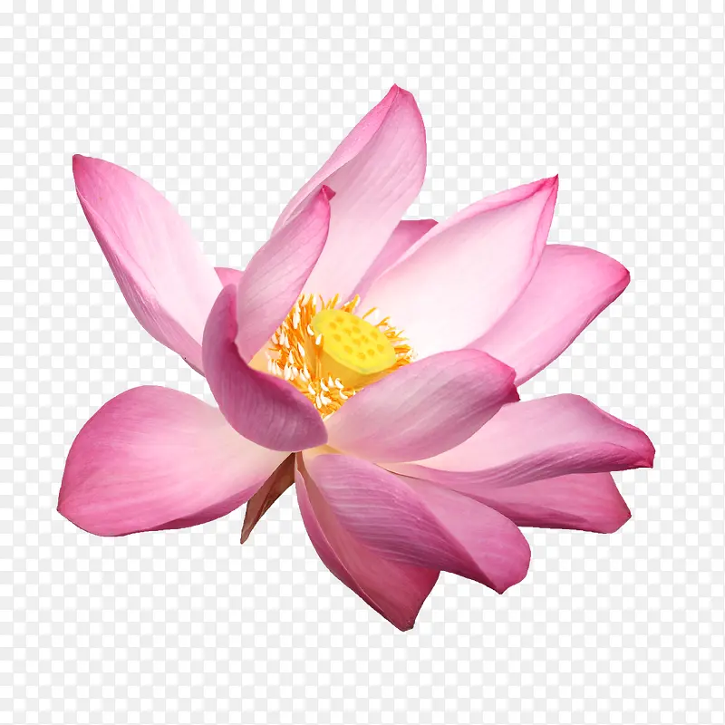 鲜花海报背景花卉图案 粉色唯美