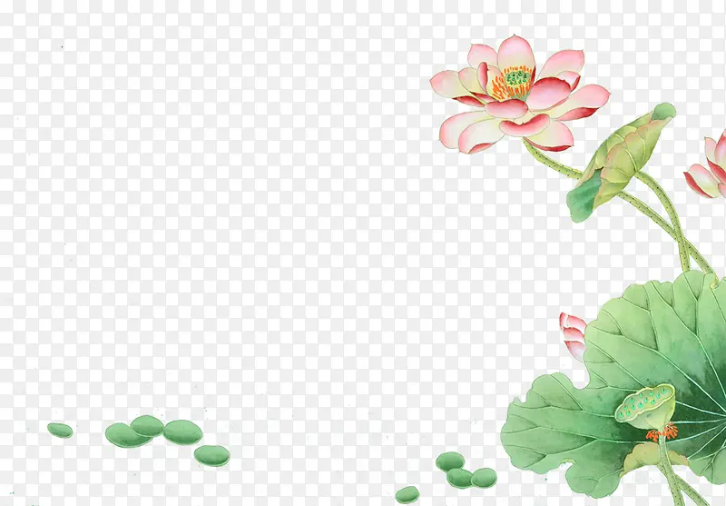清新荷花