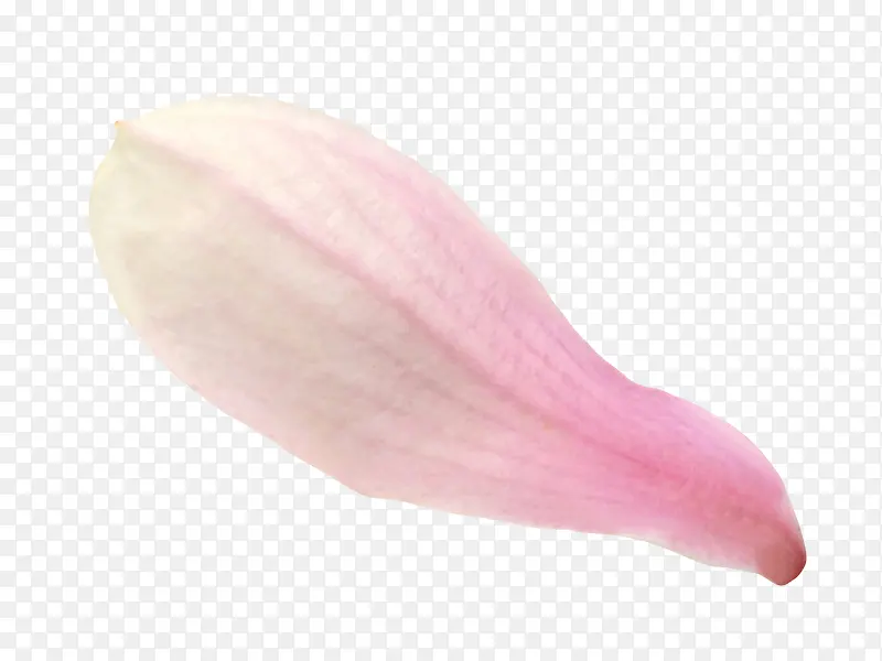 粉红色带香味玉兰花瓣实物