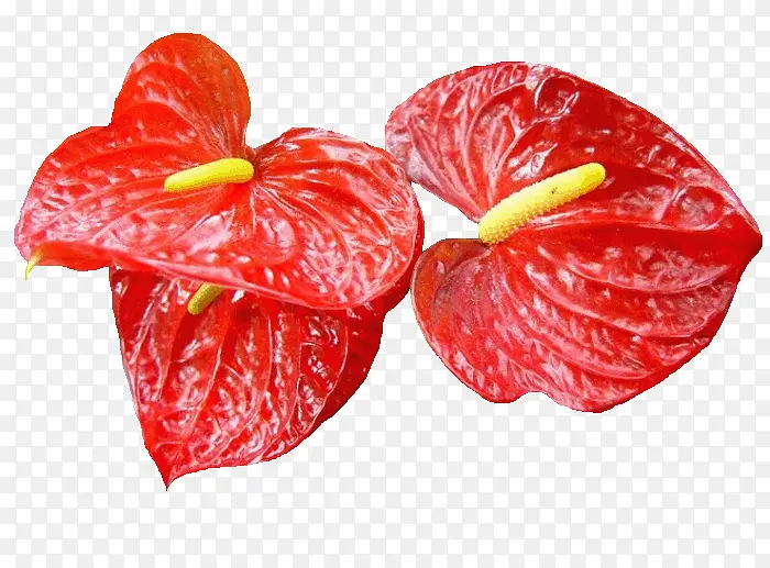火鹤花