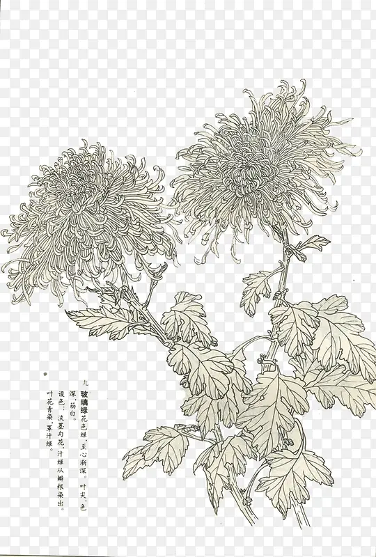 母菊简笔画免费素材