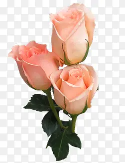 三朵嫩粉玫瑰花