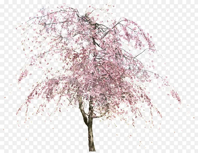 樱花树免抠植物