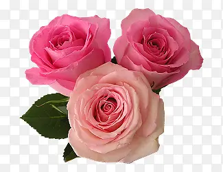 三朵粉色玫瑰花