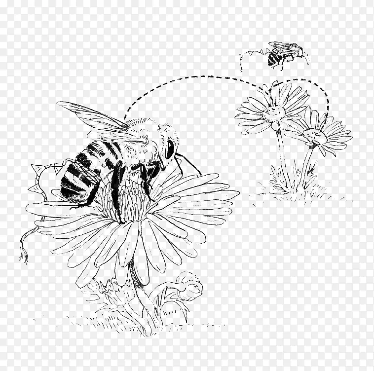 采蜜的蜜蜂图案线稿