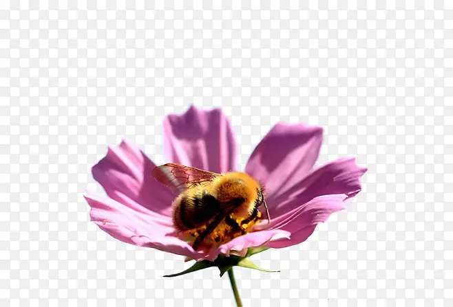蜜蜂采蜜的图片