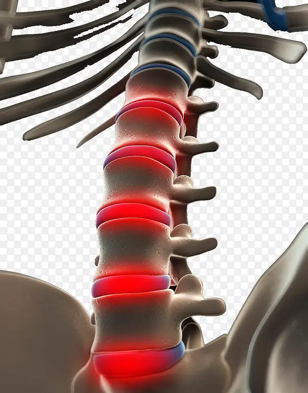 学习研究的脊椎图