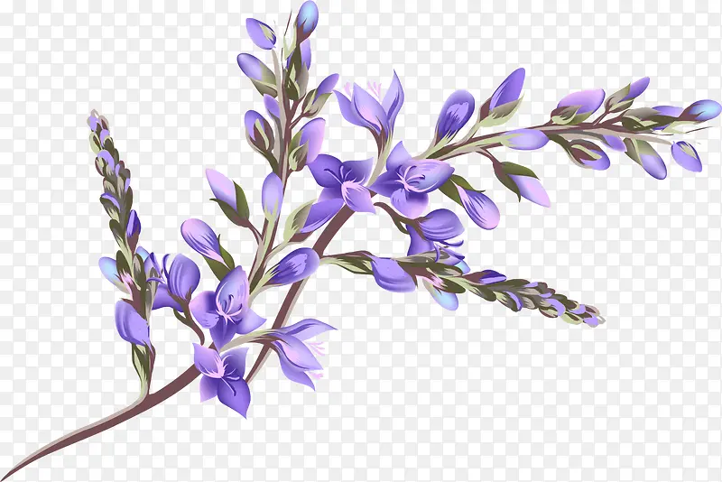 唯美紫色紫罗兰花朵