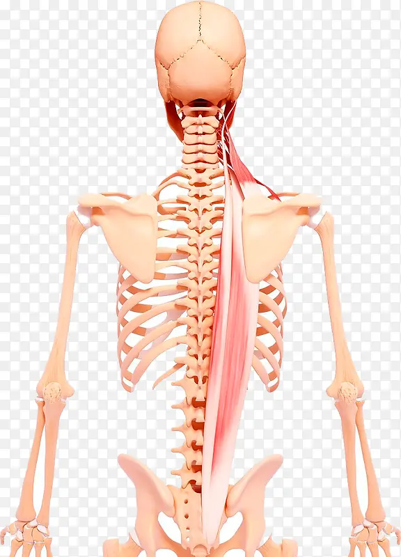 学习研究的脊椎图