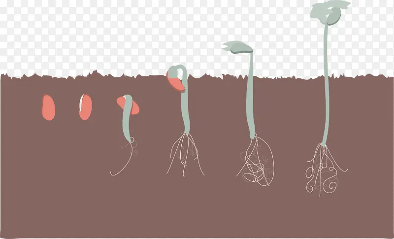 一颗红豆的生长过程