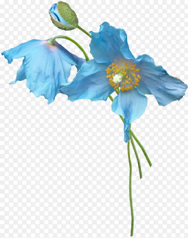 蓝色卡通花卉花苞