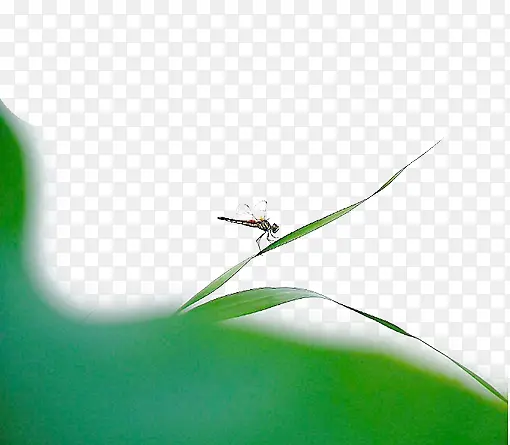 免抠素材蜻蜓图片