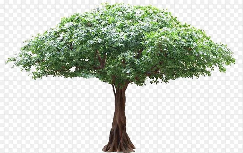绿色实物大自然植物古榕树