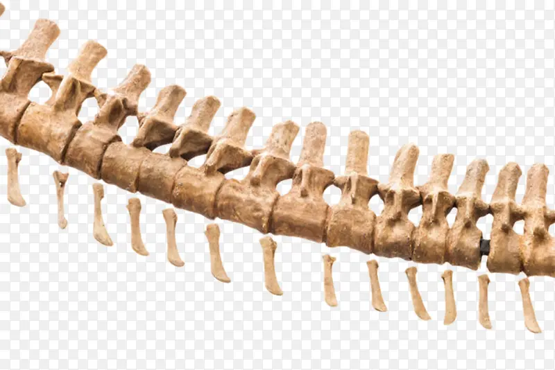 恐龙局部骨架化石实物