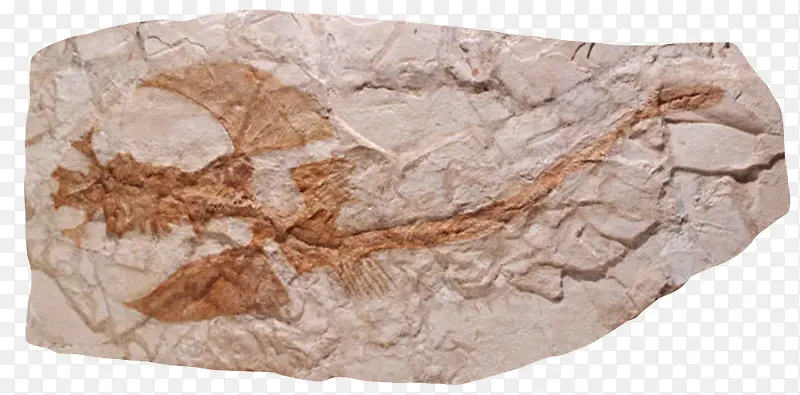 棕色石头鱼化石实物