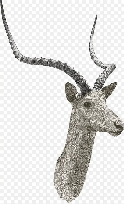 藏羚羊鹿角标本