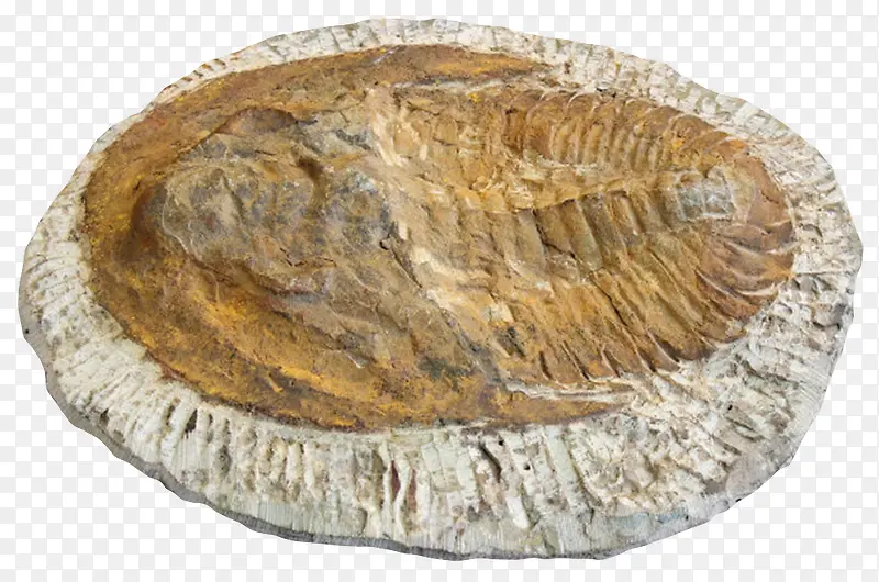 鱼类氧化后的化石实物