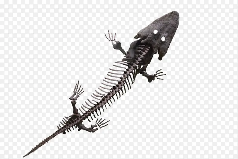 黑色小恐龙骨架化石实物